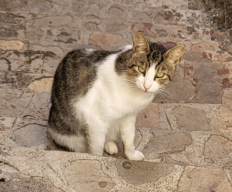 cat of castelmola 2
