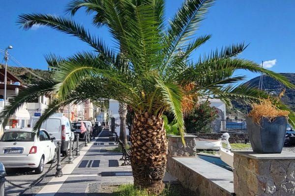 07 - palm tree- Lipari