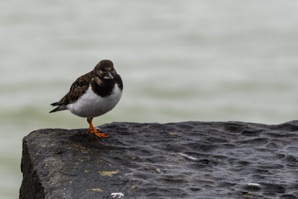 Bird on the sidewalk 2