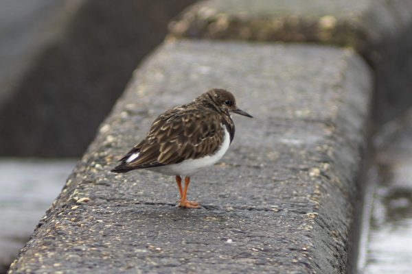 Bird on the sidewalk